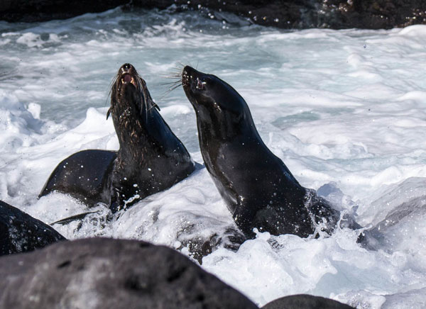 Galapagos Fur Sea Lions