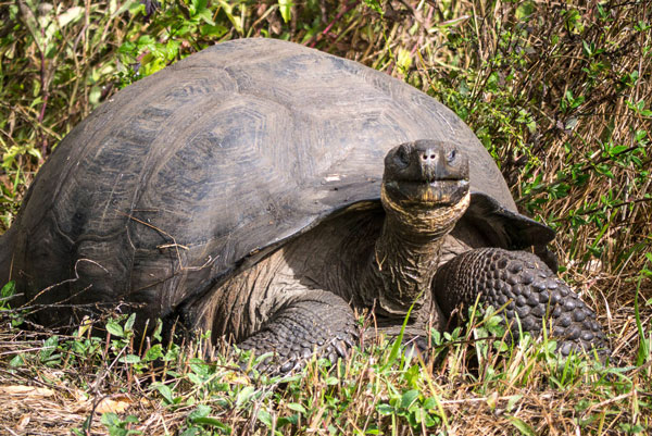 Galapagos Giant Tortoise