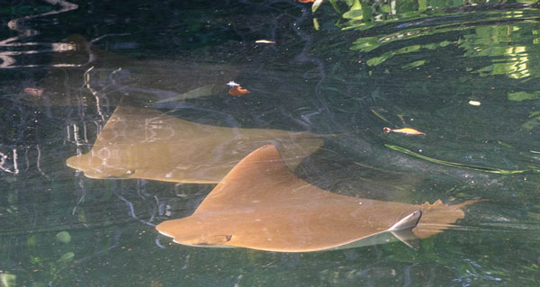 Golden Rays in Black Turtle Bay