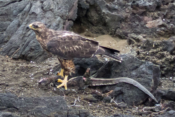 Galápagos Hawk