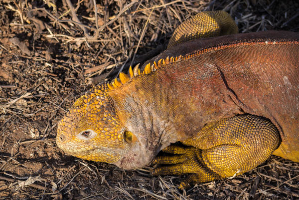 Galapagos Land Iguana