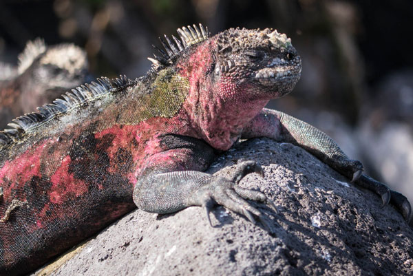 Galapagos Marine Iguana