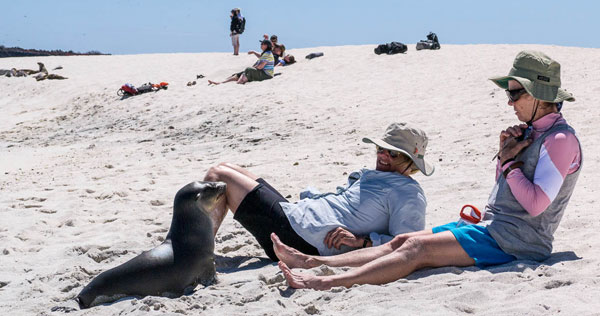 Galapagos Mosquera Friendly Sea Lion Pup