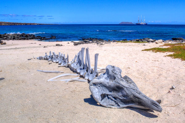 Galapagos Mosquera Whale Skeleton