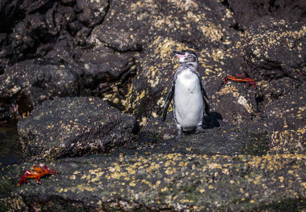 Galapagos Penguin