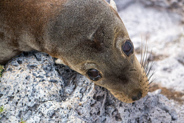 Galapagos Sea Lion Pup