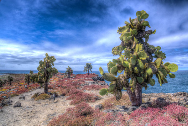 Galapagos South Plaza Island