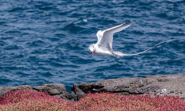 Galapagos Red-Billed Tropicbird