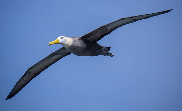 galapagos-waved-albatross