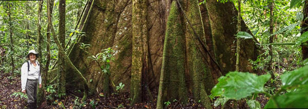 base-of-kapok-tree