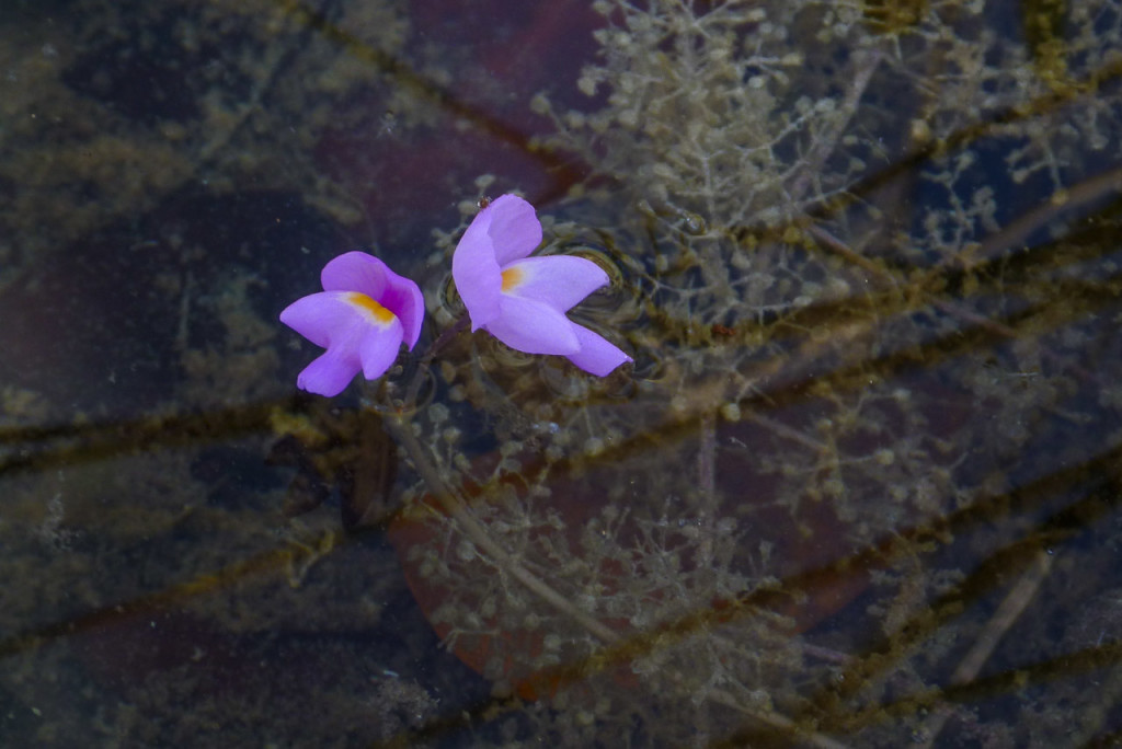Purple Bladderwort