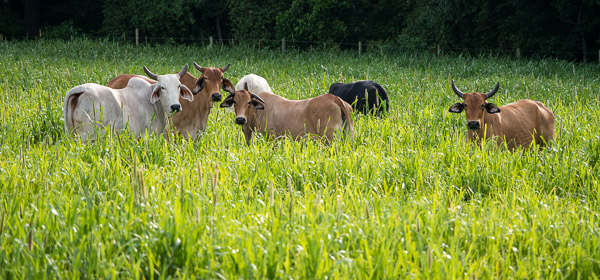 cows-in-field-1