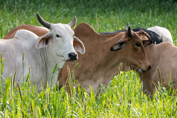 cows-in-field-3