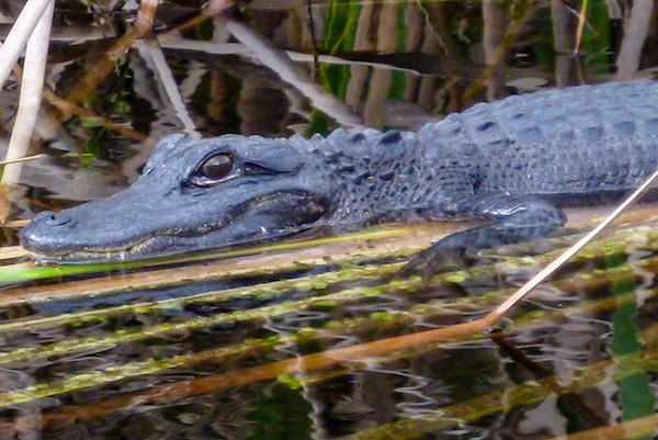 everglades-gator-2015