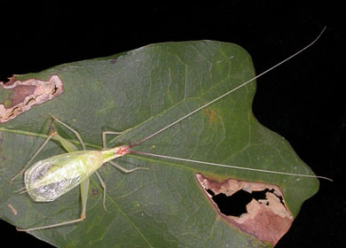 broad-winged-tree-cricket