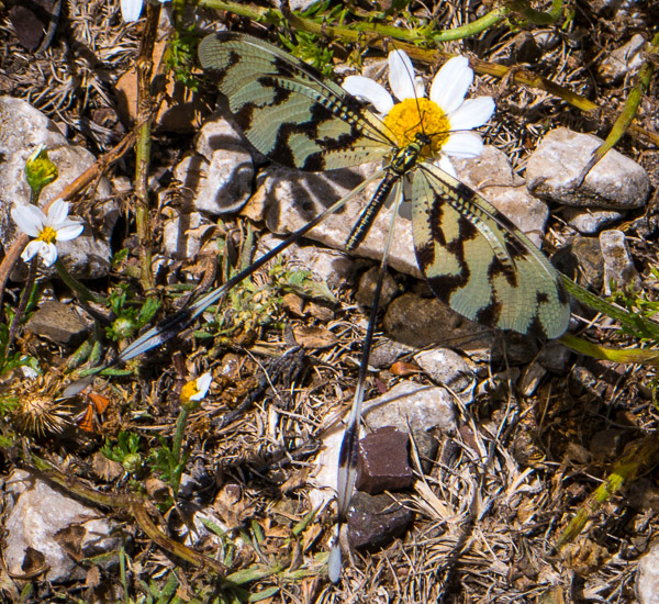 termessos-turkey-lacewing-2016