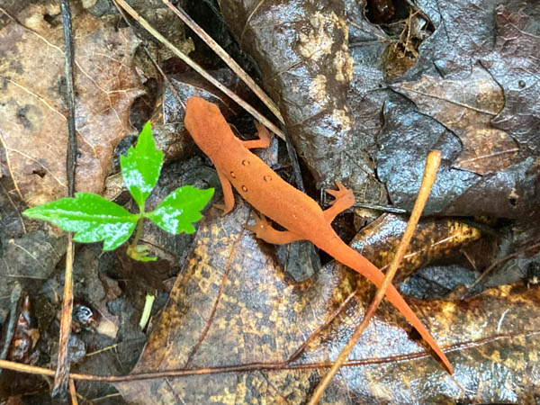 Red Eft from Above