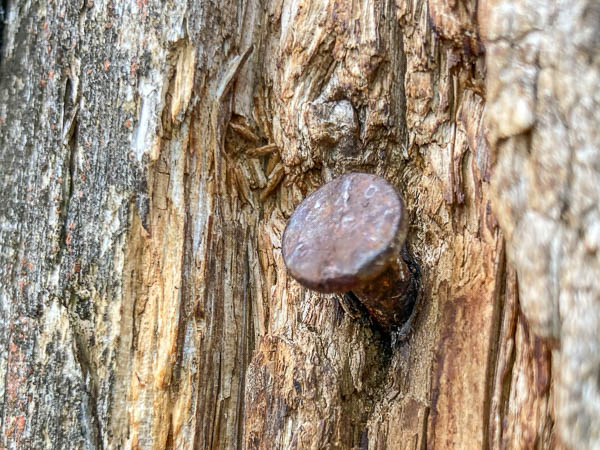 Old Nail in Tree