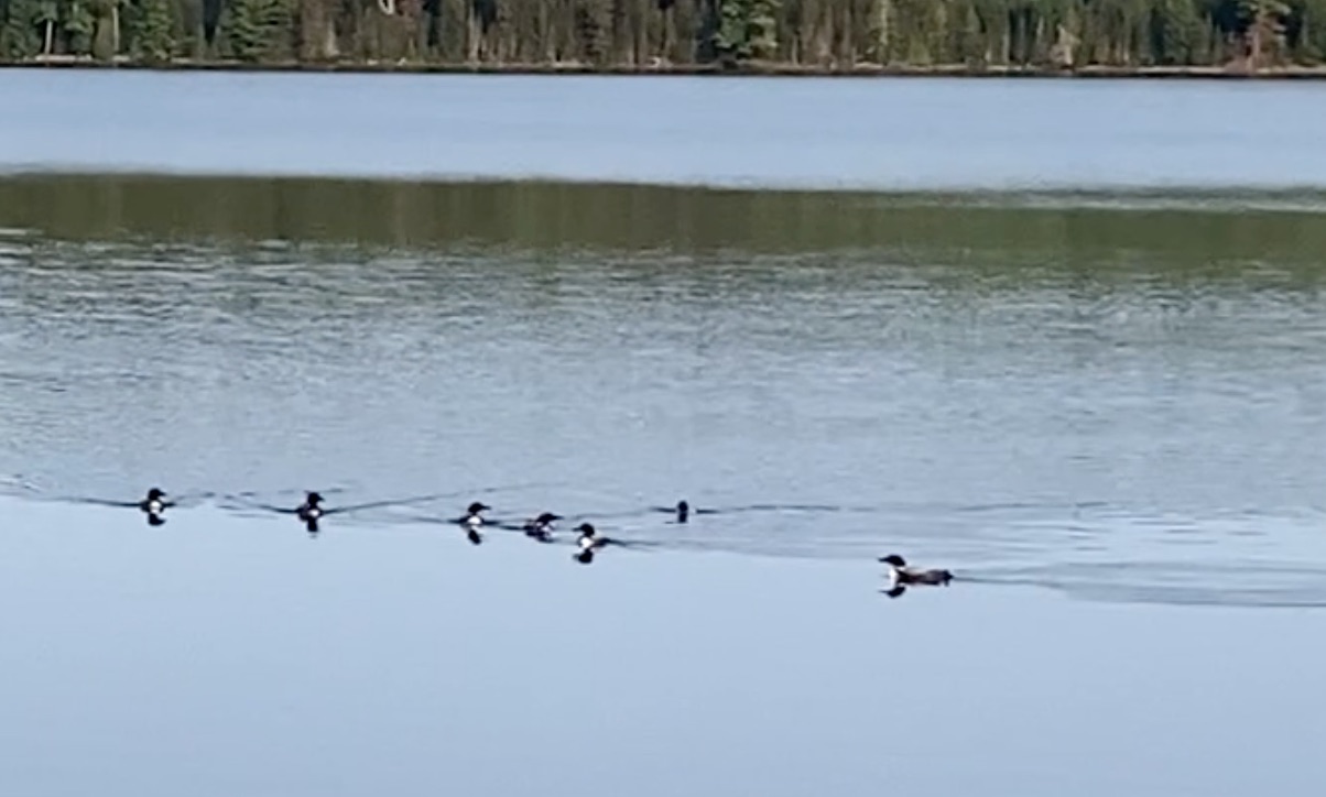 Loons Gathering