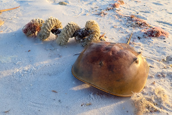 Horseshoe Crab and Snail Egg Case
