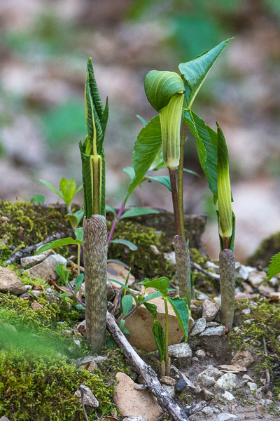 Emerging Jack-in-the-Pulpit