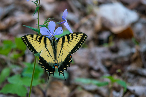 Tiger Swallow-Tailed Butterfly