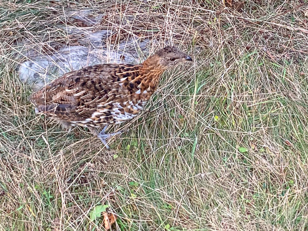 Spruce Grouse