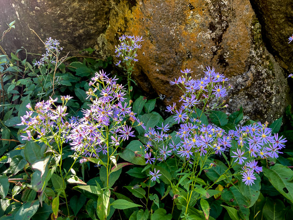 Purple Asters Along the Portage