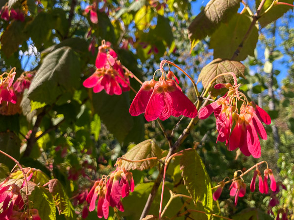 Maple Seeds