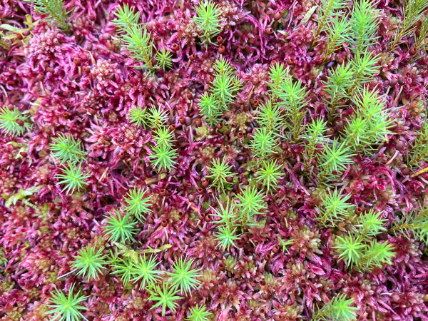 Red Sphagnum and Haircap Moss