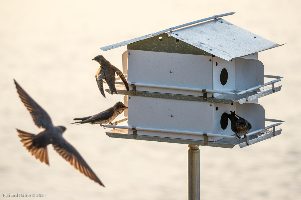 Photo by Richard Rathe Birds, Birdhouse, Guttenberg, Iowa, Purple_Martins