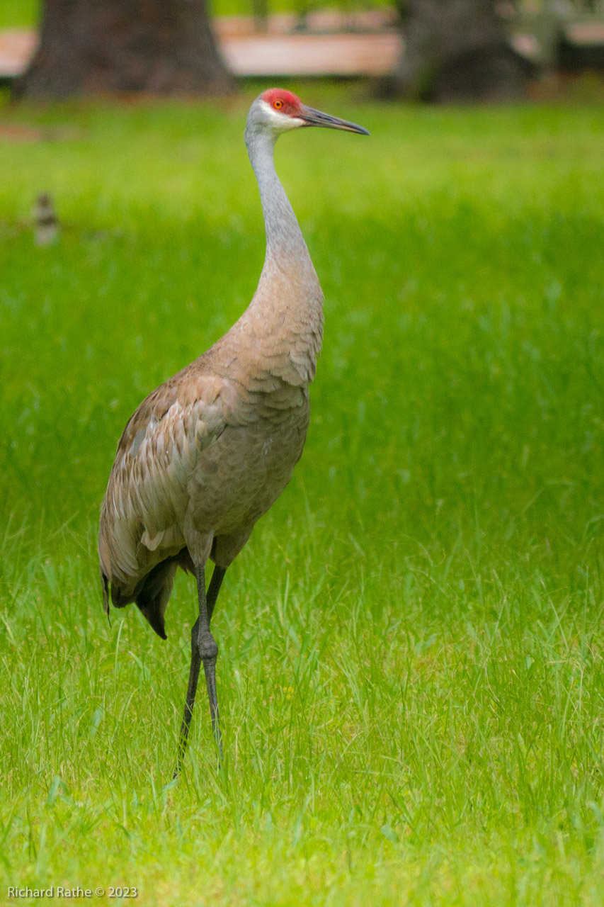 Photo by Richard Rathe Birds, Florida, Sandhill_Cranes