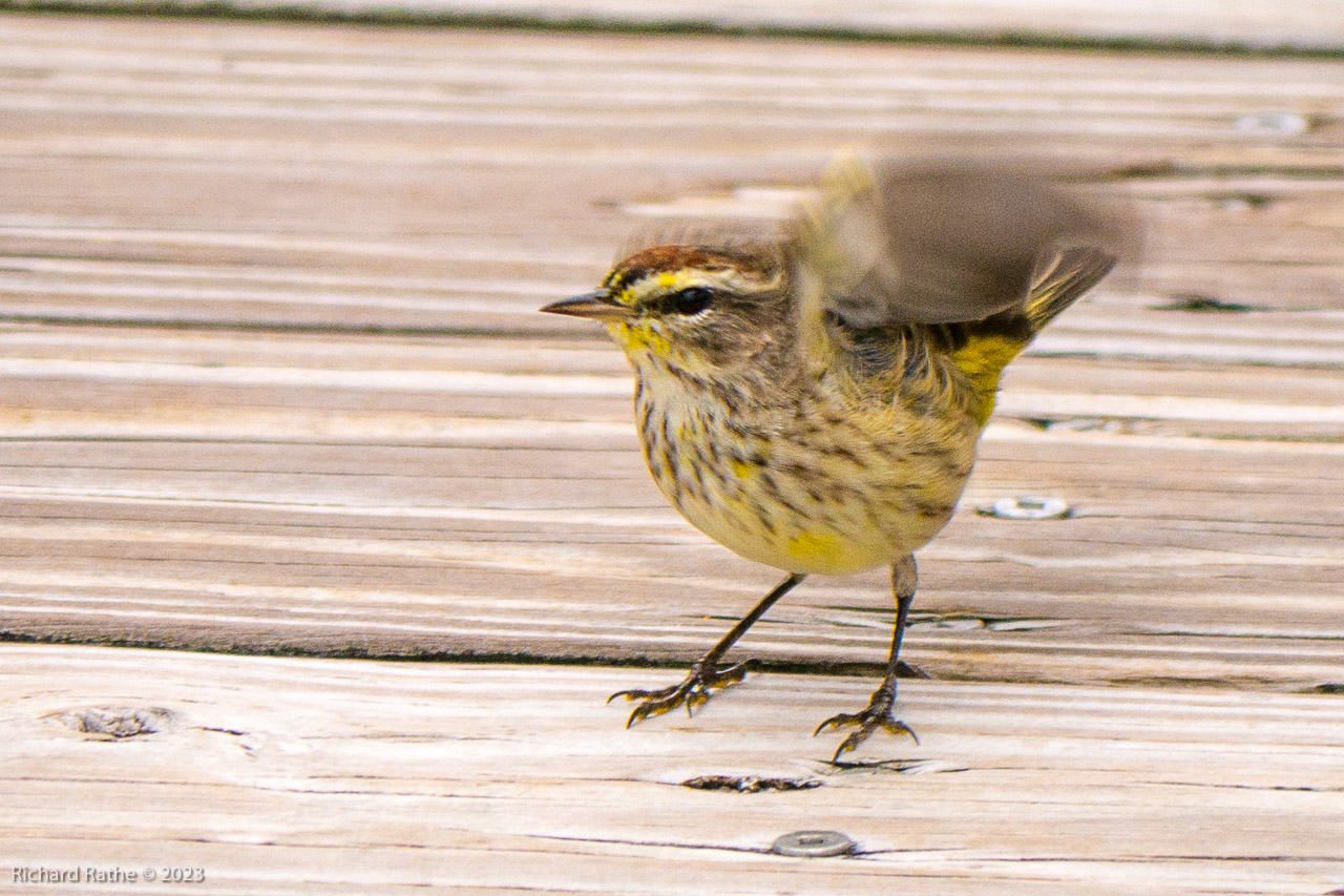 Photo by Richard Rathe Birds, Florida, Sweetwater_Wetlands, Palm_Warbler