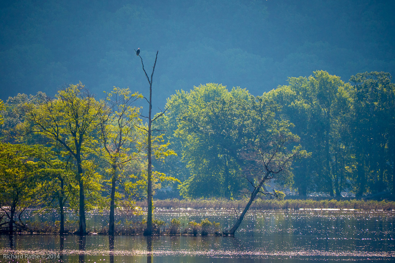 Photo by Richard Rathe Birds, Guttenberg, Iowa, Bald_eagle