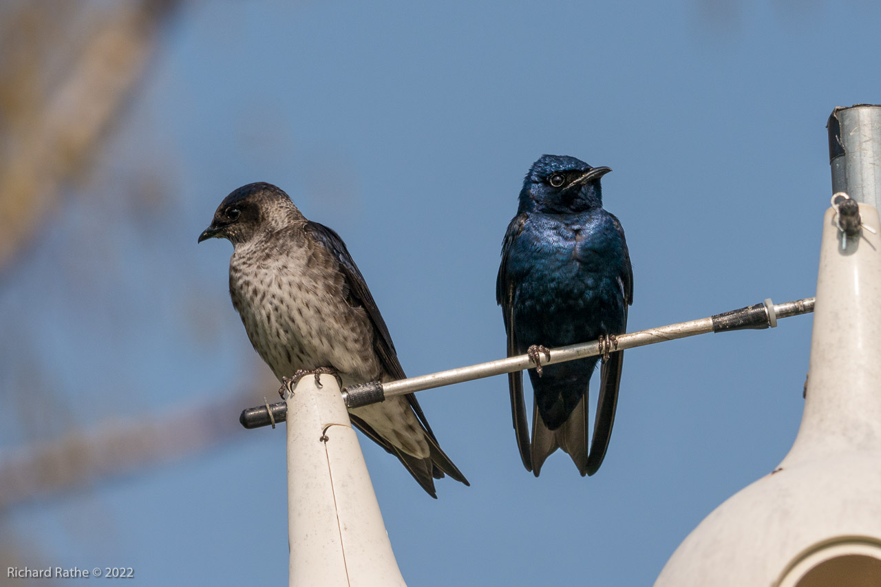 Photo by Richard Rathe Birds, Guttenberg, Iowa, Purple_Martins