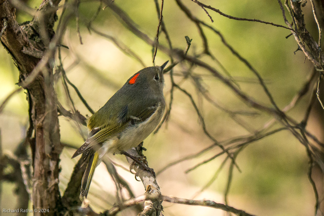 Photo by Richard Rathe Birds, Snake_road, Illinois, Ruby_Crowned_Kinglet