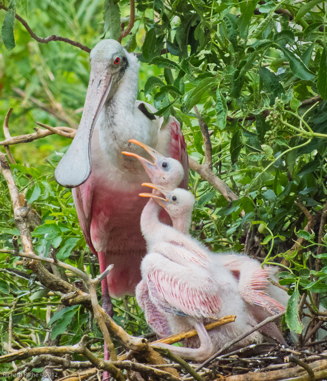 Photo by Richard Rathe Birds, Spoonbill, Chicks, Nest, 2012