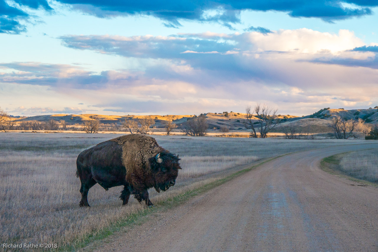 Photo by Richard Rathe Bison, Badlands, National, Park, Sunset