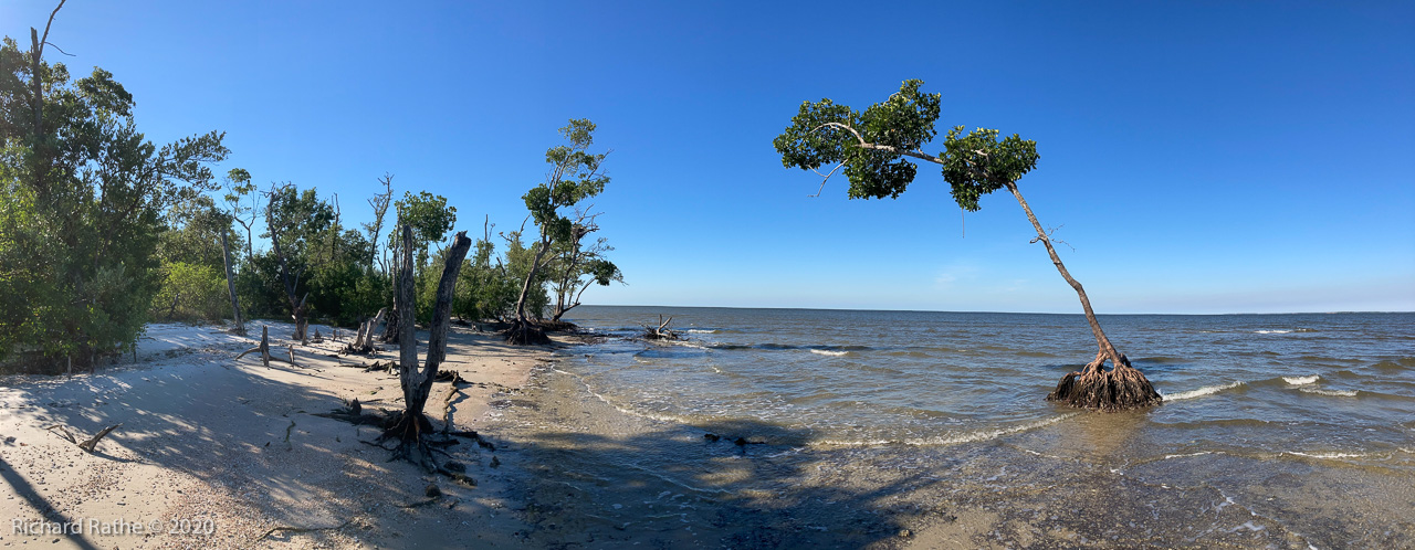 Photo by Richard Rathe Panorama, Mangrove, Rabbit_Key, Everglades, Florida