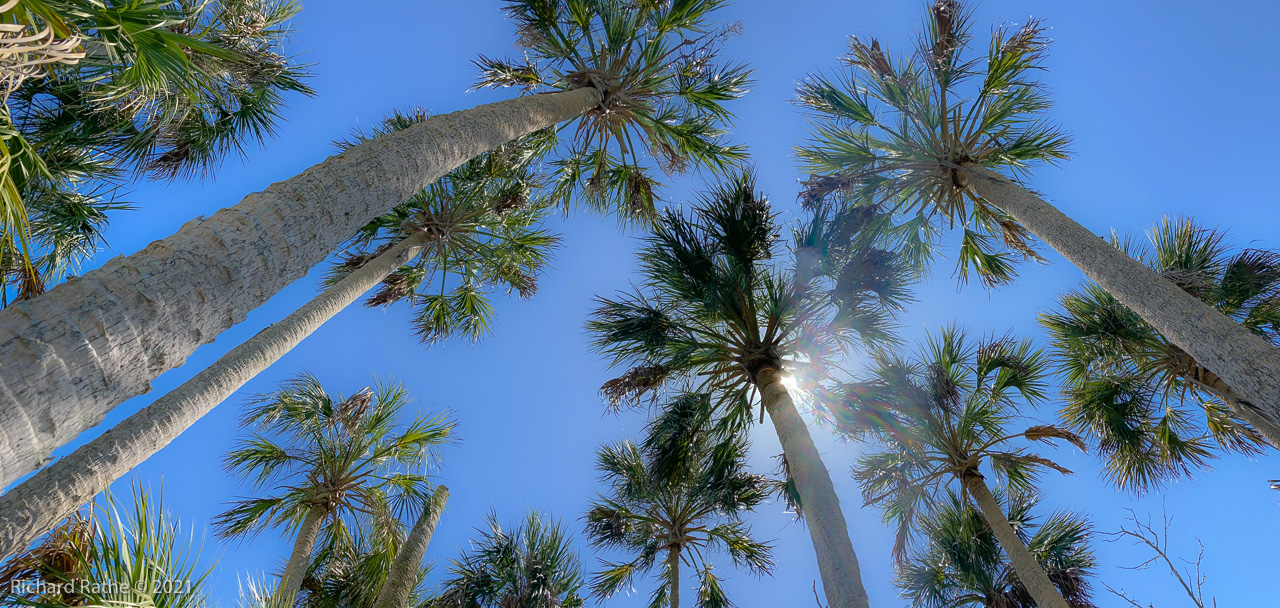 Photo by Richard Rathe Panorama, Palms, Florida