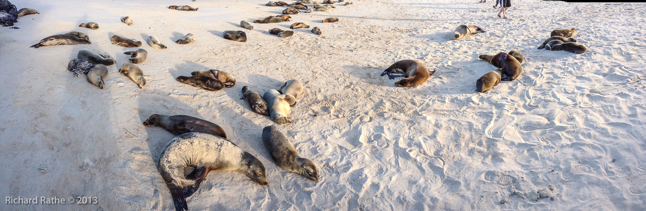 Photo by Richard Rathe Panorama, Sealions, Beach, Galapagos