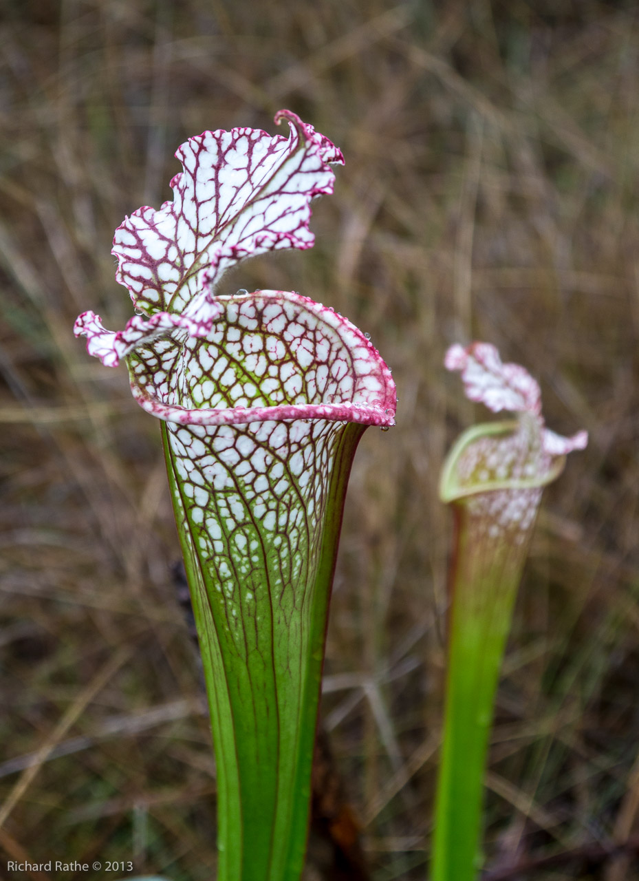 Photo by Richard Rathe Pitcher_plants, Spring_flowers, Yellow_river_marsh, Florida