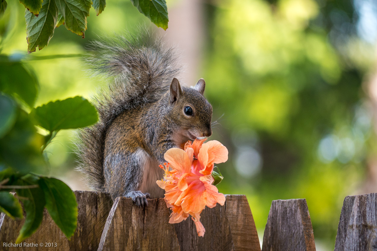 Photo by Richard Rathe Squirrel_eating_flower