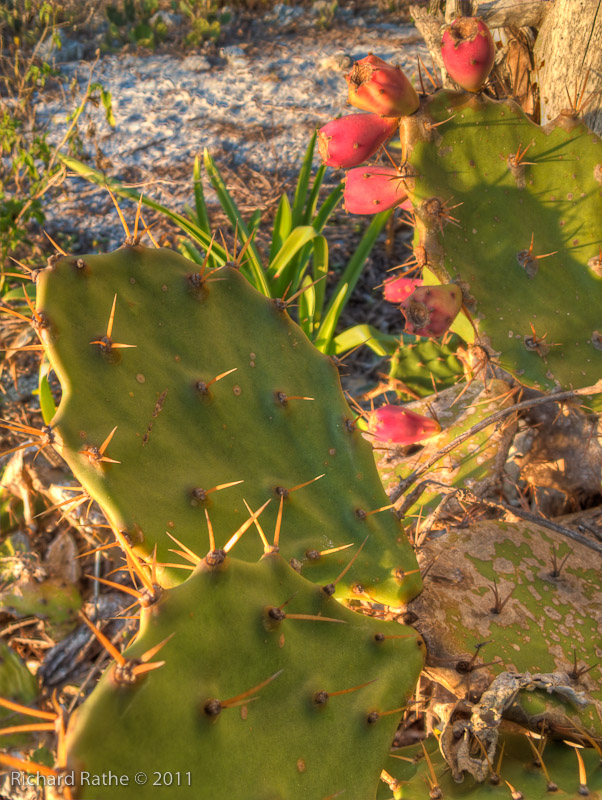 Day 1 - Picnic Key - Prickly Pear Cactus (HDR)