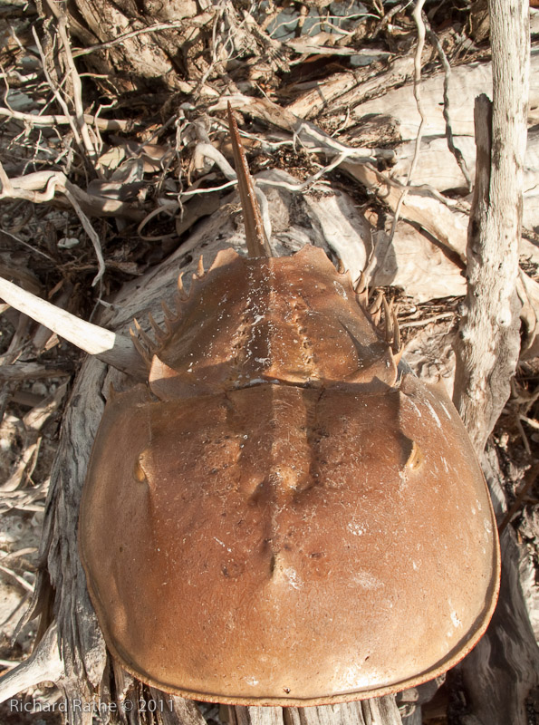 Day 2 - Rabbit Key - Horseshoe Crab