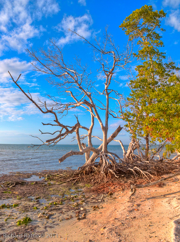 Day 2 - Rabbit Key - Dead Mangrove (HDR)