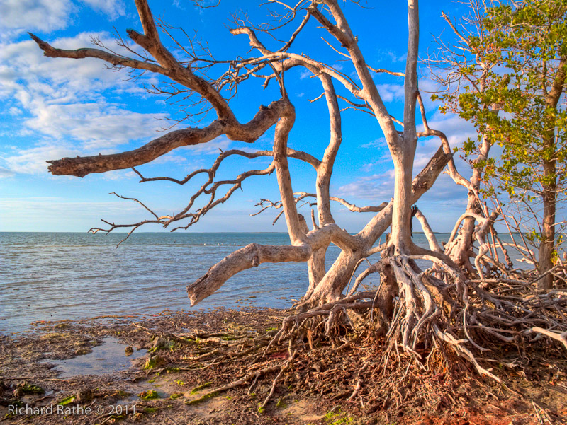 Day 2 - Rabbit Key - Dead Mangrove (HDR)