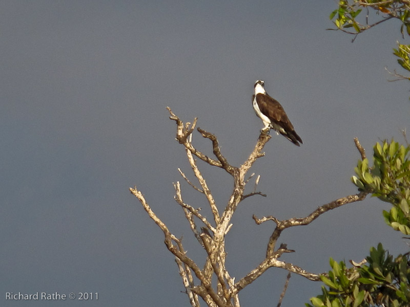 Day 2 - Rabbit Key - Osprey