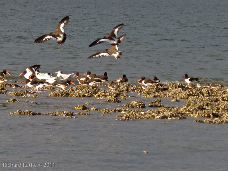 Day 2 - Rabbit Key - Oystercatchers