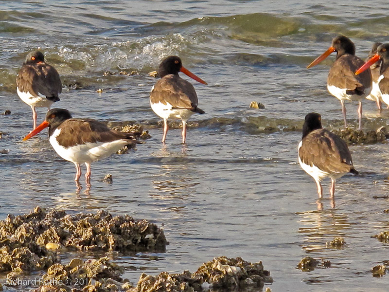 Day 2 - Rabbit Key - Oystercatchers